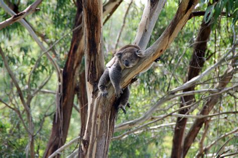 Edit free photo of Koala,koala bear,australia,lazy,eucalyptus - needpix.com