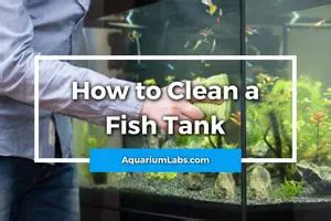 How to Clean a Fish Tank [A Proper Guide On Cleaning Dirty Fish Tanks]