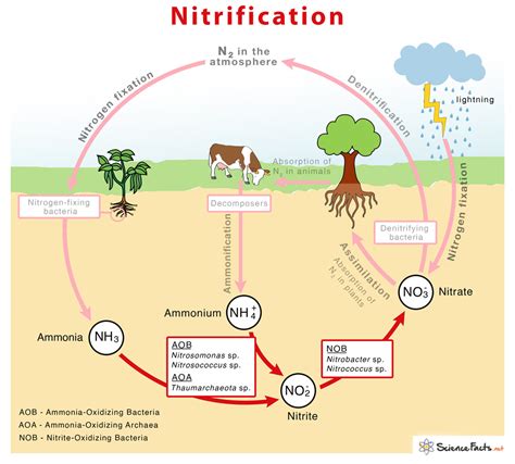 Nitrification – Definition, Equation, Process, & Diagram