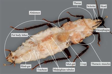 The internal organs of a cockroach covered with water · Atlas of Animal ...