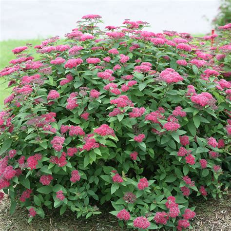 Spiraea DOUBLE PLAY Red - Buy Spiraea Shrubs Online