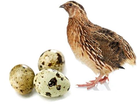 Quail Eggs and their Unique Health Benefits