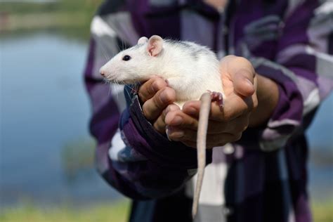 Brown rat | Description, Origin, Pest, Diseases, Laboratory Animal, Pet ...