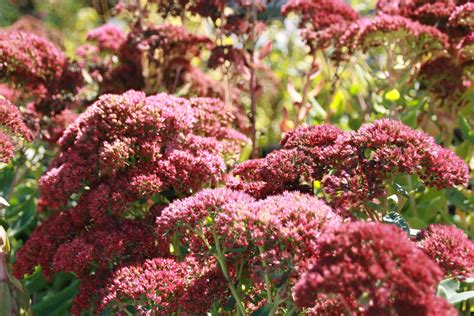 10 Colorful Perennials that Bloom in the Fall - Natalie Linda