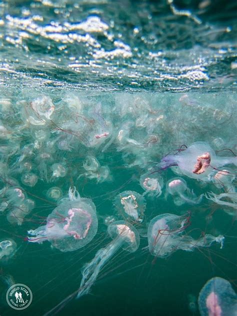 Locals cautioned about jellyfish blooms