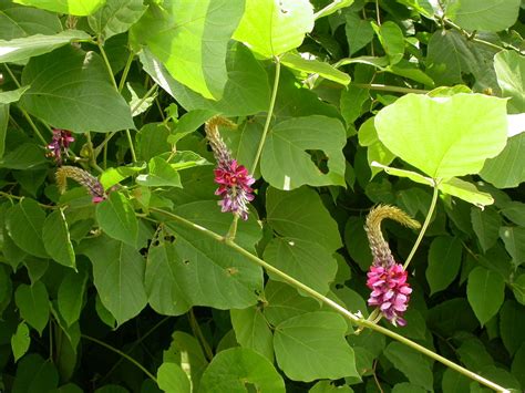 Kudzu (Plants of Overton Park's Old Forest, Memphis, TN) · iNaturalist