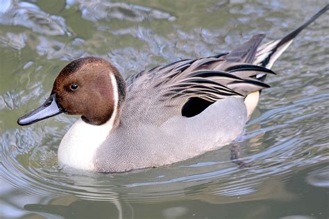 Northern Pintail | The Maryland Zoo