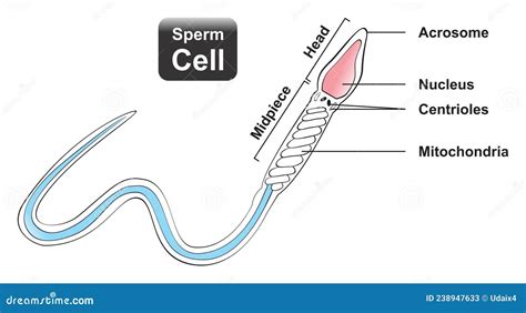 Sperm Cell Anatomy Cartoon Vector | CartoonDealer.com #56678357