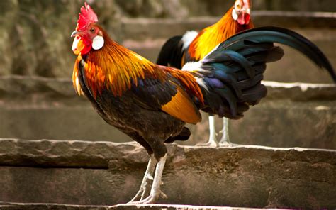 40+ Rooster HD Wallpapers and Backgrounds