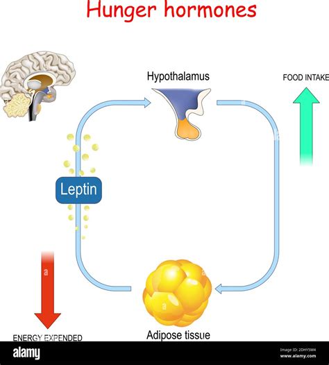 Hypothalamus Anatomy High Resolution Stock Photography and Images - Alamy