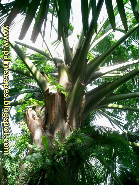 PalmScapes: The Talipot Palm