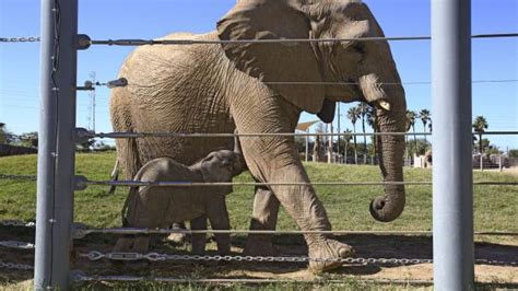 Tucson zoo's baby elephant gets used to surroundings | Local news | tucson.com