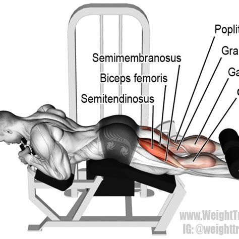 Laying Hamstring Curl by Jesus Perez - Exercise How-to - Skimble