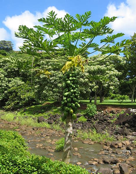 National Tropical Botanical Garden | Carica papaya - Plant Detail ...