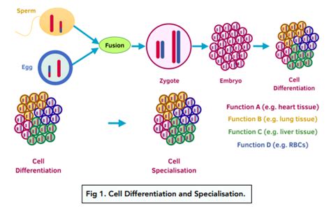 Introduction to Cells - Cell Differentiation (GCSE Biology) - Study Mind