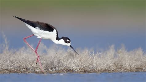 Black-necked Stilt | Audubon Field Guide