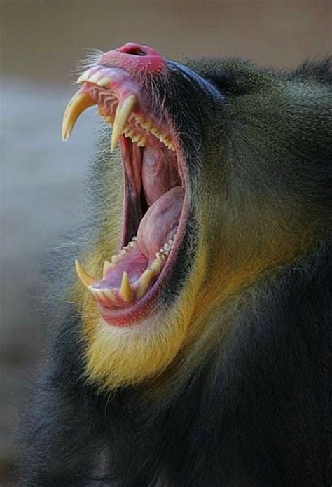 Mandrill Baboon Teeth