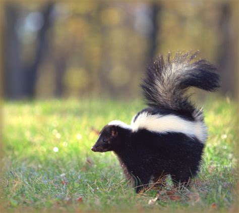 Skunks: How to Identify and Get Rid of Skunks in the Garden | The Old Farmer's Almanac