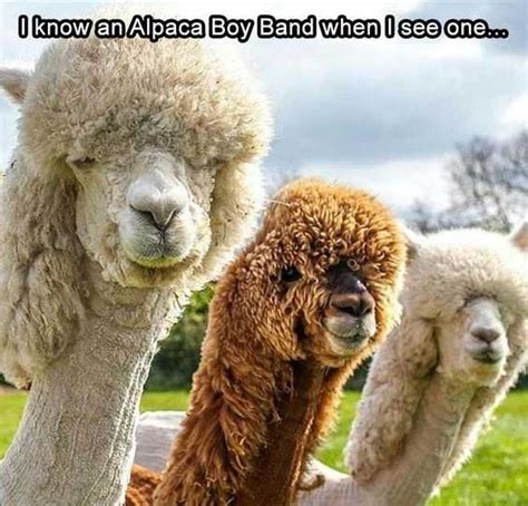 19 Hilarious Llama Pics and Memes