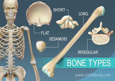 Human Body Bones Diagram - Guide To All The Bones In Your Body Human ...