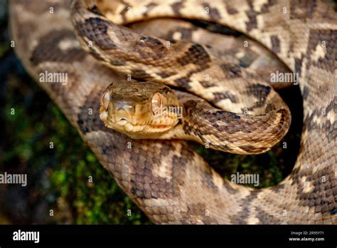 Boa constrictor (Boa constrictor), Darien rainforest, Panama, central ...