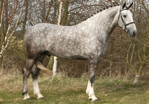 stallion | Coilldarach Scirocco - Stallion AI Services | Horses, Draft ...