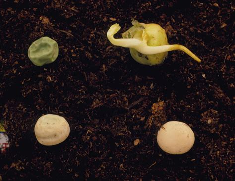 4 Stages Of Germination Of A Pea Plant Photograph by Adam Hart-davis/science Photo Library ...