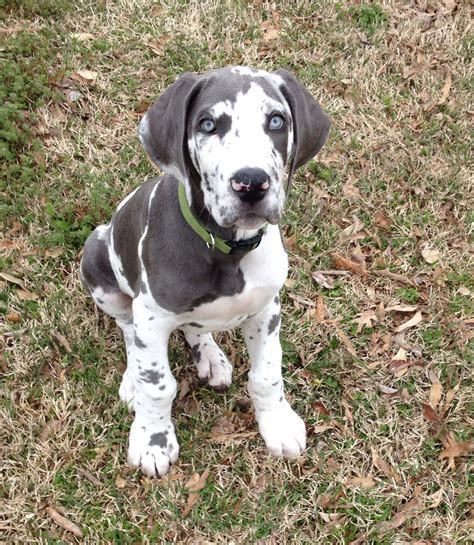 Mantle Great Dane Puppies