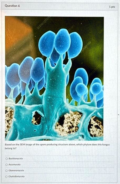 SOLVED: Please help, urgent! Question 6 1 pt Based on the SEM image of the spore-producing ...