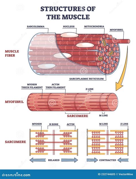 Skeletal Muscle Tissue Labeled Sarcolemma