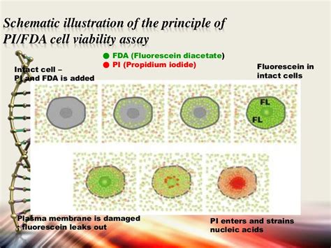 Apoptosis assays detection and methods