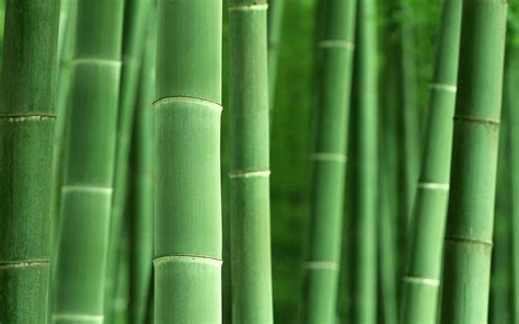 Bamboo Desktop Wallpapers - Wallpaper Cave