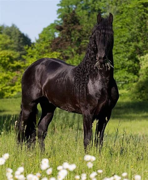 The Friesian Horse - History, Info, & Interesting Facts - Seriously ...