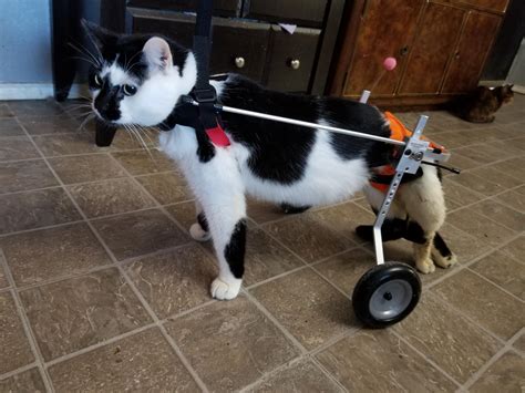 Revolutionize Your Paralyzed Cat's Mobility with These Top 10 Wheels- Products Review and Buying ...