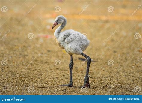 American flamingo stock photo. Image of closeup, ruber - 59450852