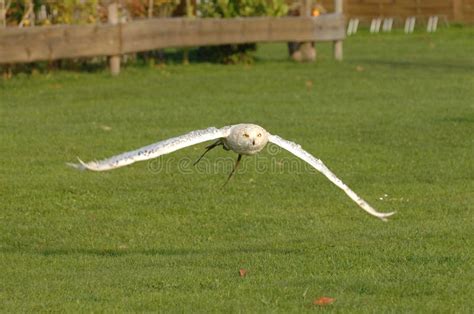 Flying snow owl stock photo. Image of looking, germany - 6964860