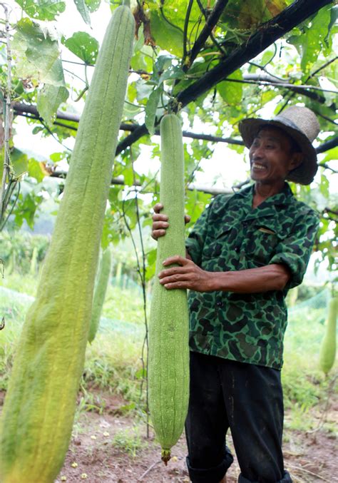 Apparently No One Knows Where Loofahs Come From | IFLScience