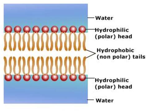 OCR Biology Revision - Part 3 - Cell Membranes | HubPages