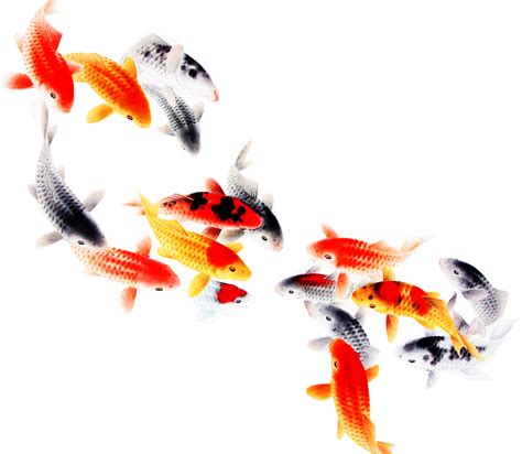 Koi Fish Computer file - fish png download - 1899*1651 - Free ...