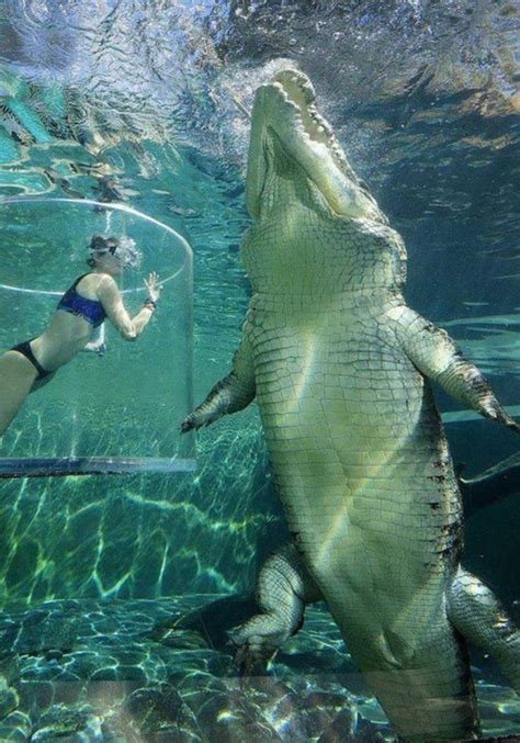 Saltwater Crocodile compared to a Average Human : r/AbsoluteUnits