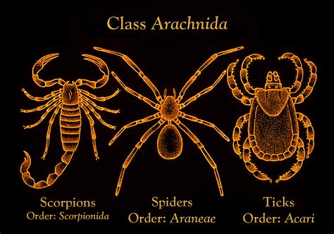 File:Class Arachnida.png - Wikimedia Commons