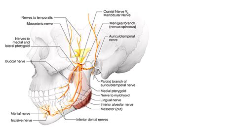 Mandibular Nerve Diagram