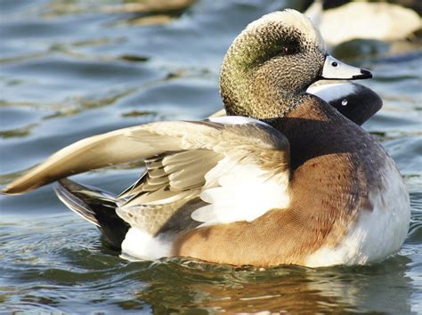 Butler's Birds: American Wigeon