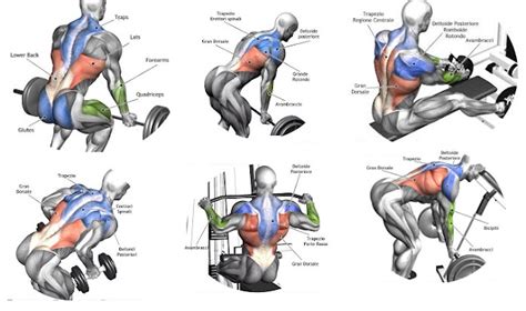 Exercises for a Massive Back - Training for Size ~ multiple fitness