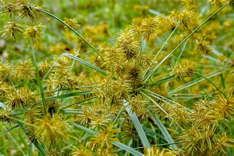 All About Nutsedge - Minneopa Orchards