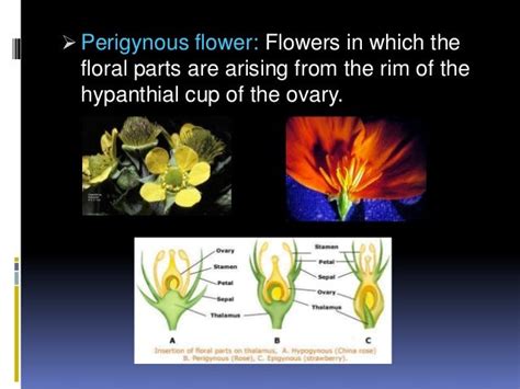 Study of angiosperm flower