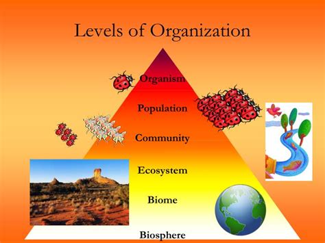 PPT - Principles of Ecology PowerPoint Presentation - ID:4860436