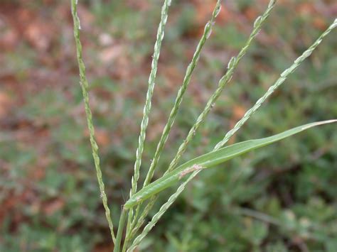 Crabgrass Identification