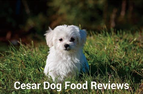 The Cesar Dog Food Reviews Everyone is Talking About (2020) | Herepup