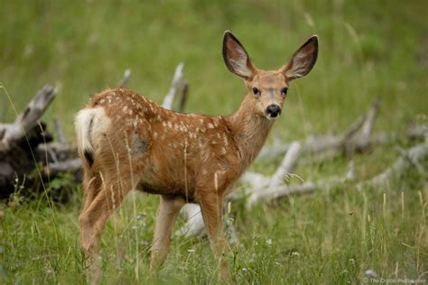 Baby Mule Deer Picture